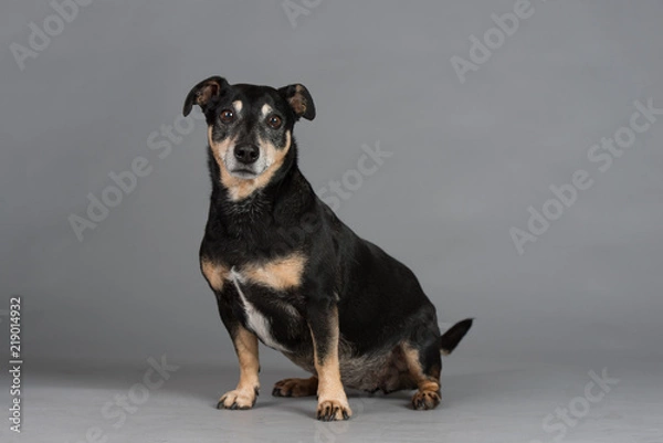 Obraz Hund Studio Süß Freisteller