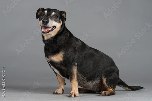 Obraz Hund Studio Süß Freisteller