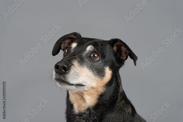 Obraz Hund Studio Süß Freisteller