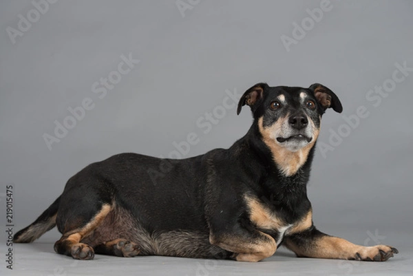 Obraz Hund Studio Süß Freisteller