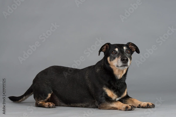 Obraz Hund Studio Süß Freisteller