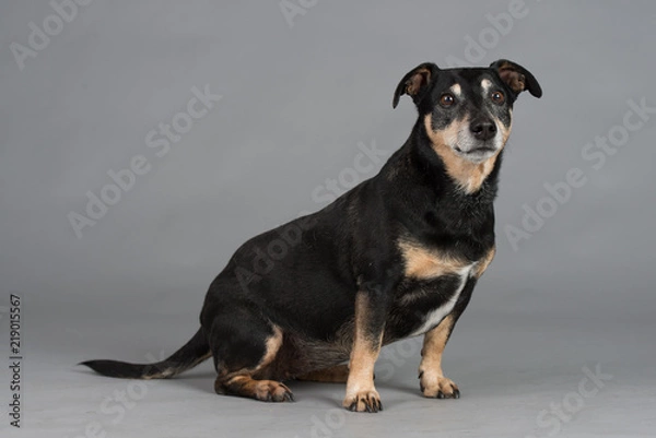 Obraz Hund Studio Süß Freisteller