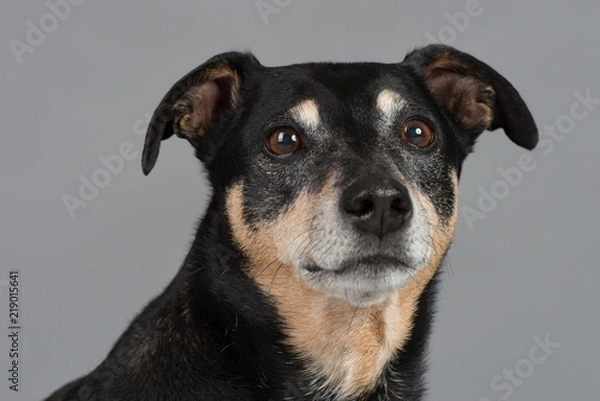 Obraz Hund Studio Süß Freisteller