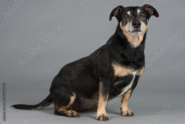 Obraz Hund Studio Süß Freisteller