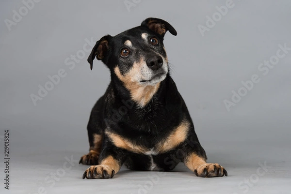 Obraz Hund Studio Süß Freisteller