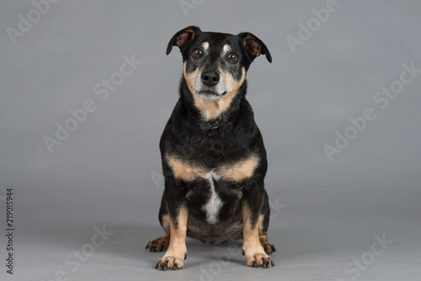 Obraz Hund Studio Süß Freisteller