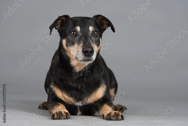 Obraz Hund Studio Süß Freisteller