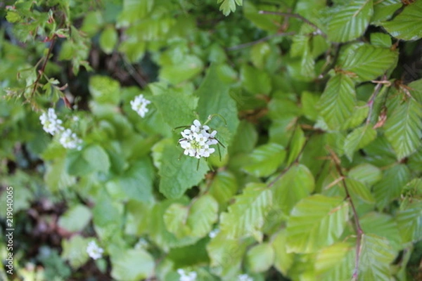 Obraz Flower