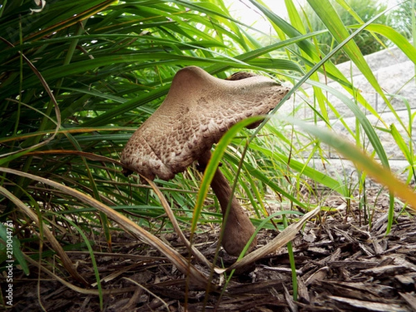 Fototapeta Shroom #4