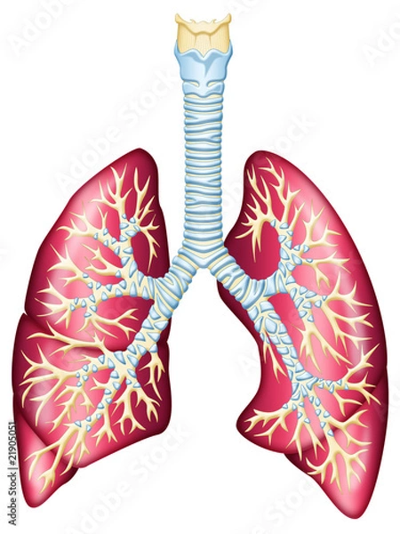 Fototapeta Human lungs