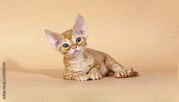 Obraz Red Tabby Devon Rex Kitten
