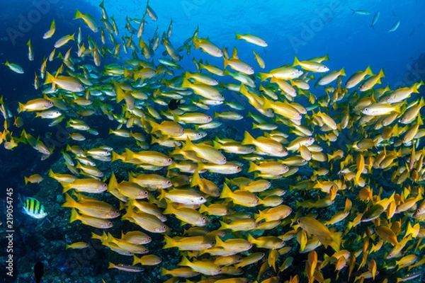 Obraz Snapper on a dark tropical coral reef