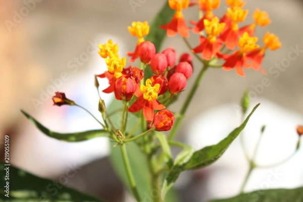 Obraz Colorful flowers