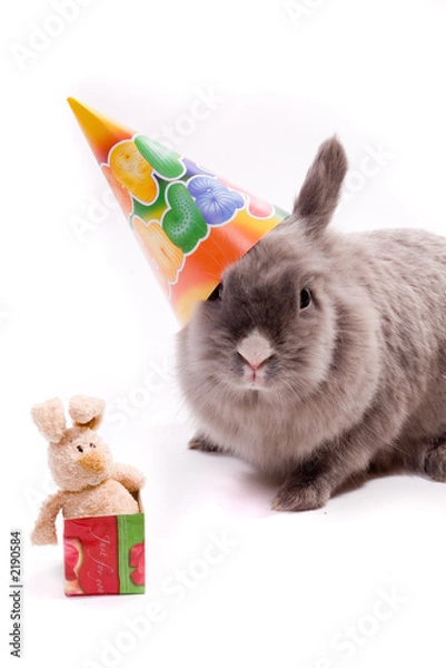 Obraz bunny and a toy-bunny in the box