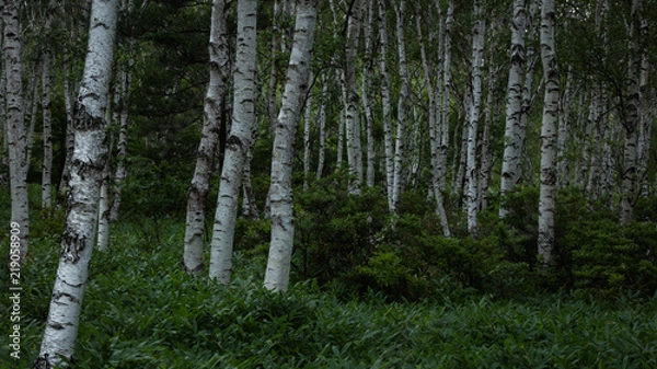 Fototapeta 長野県 白樺群生地
