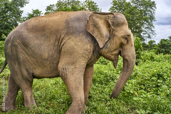 Fototapeta elephant play with grass
