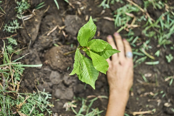 Obraz Plant growing on soil with hand