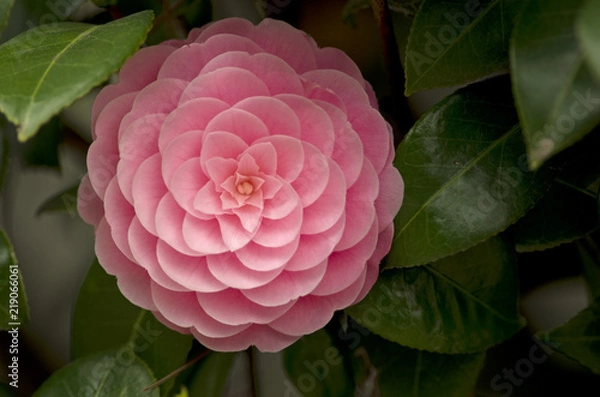 Fototapeta 日本の椿の花