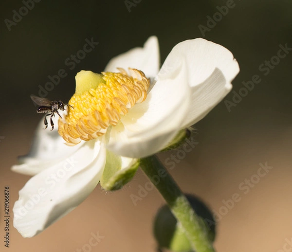 Obraz Ranaculas with natives Bees