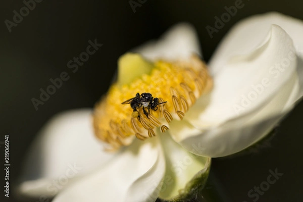 Fototapeta Ranaculas with natives Bees