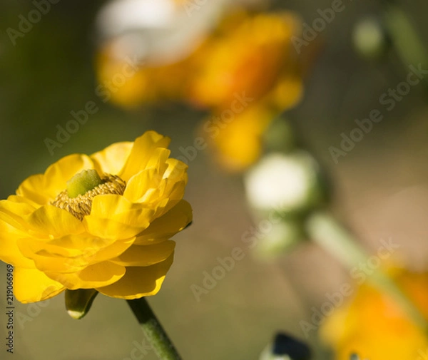 Obraz Ranaculas with natives Bees