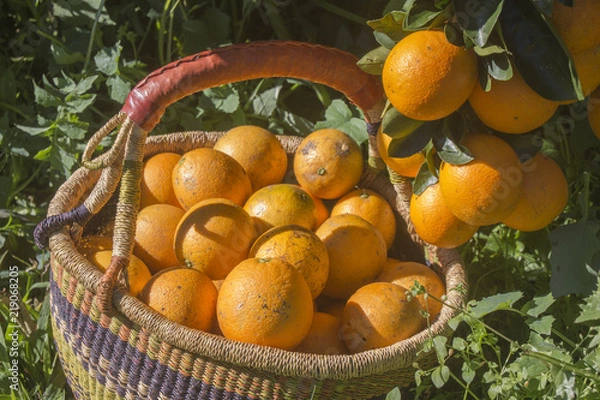 Obraz Oranges