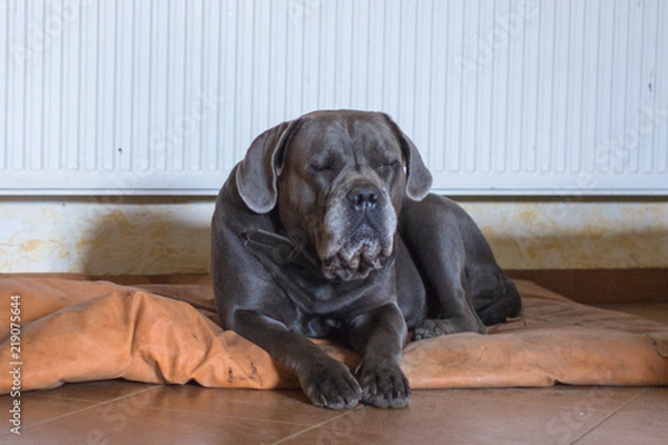 Fototapeta Dog breed Cane Corso on guard at home