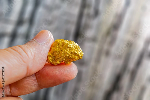 Obraz hand holding a pure gold nugget found in mine