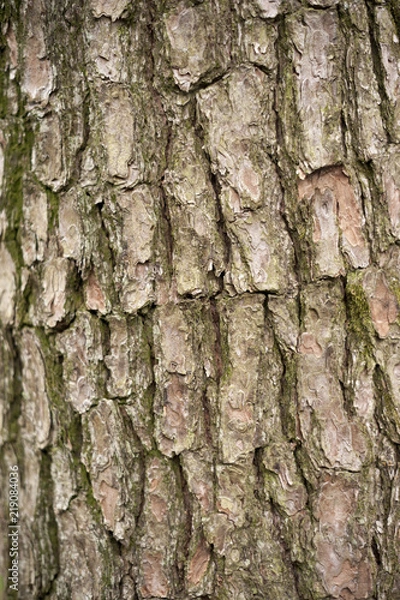 Obraz Wood grain texture