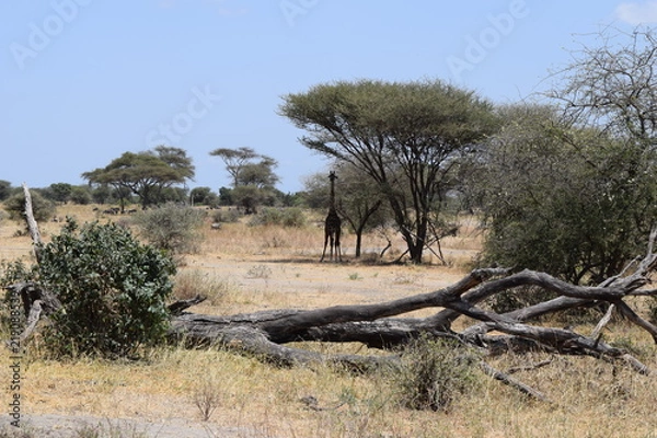 Obraz Giraffe under Tree
