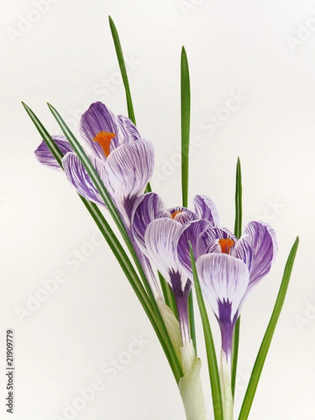 Fototapeta Spring striped crocuses