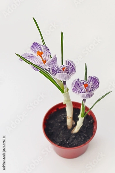 Fototapeta Spring striped crocuses