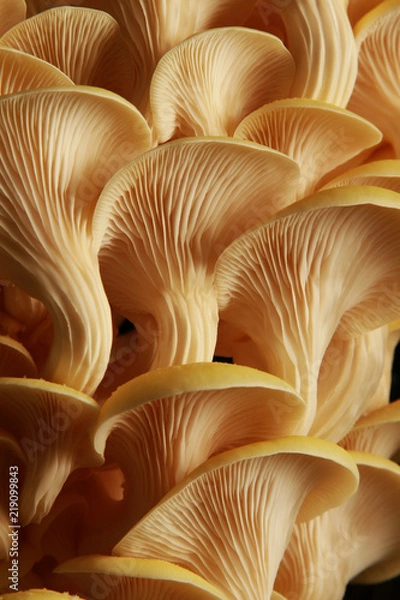 Obraz fresh uncooked mushrooms