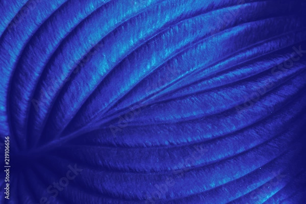 Obraz Plant leaf texture. Abstract blue nature background