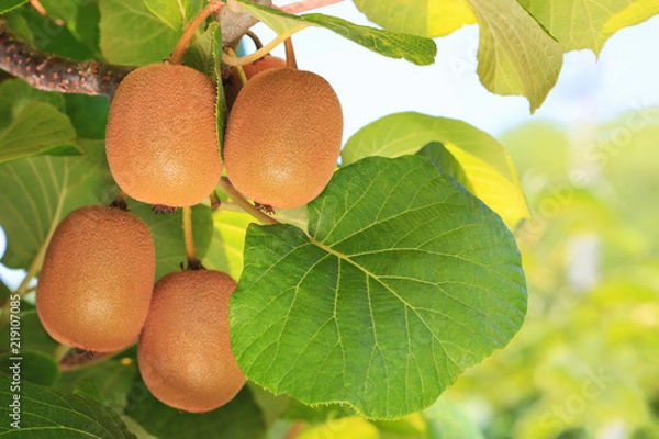 Fototapeta Ripe kiwi on a branch with a kiwi plantation in the background.