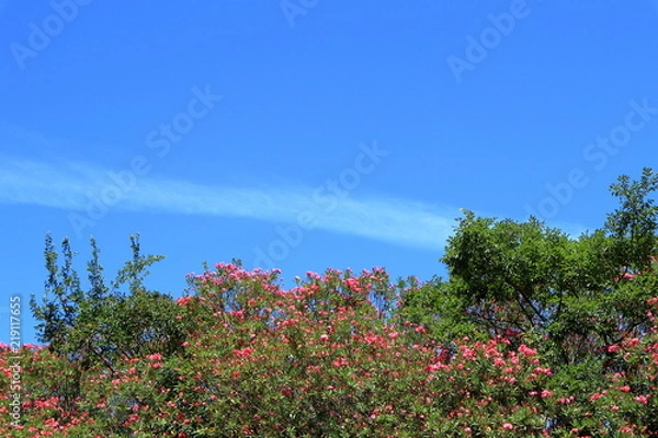 Fototapeta 大阪　公園の花