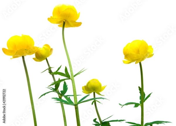 Fototapeta globeflower