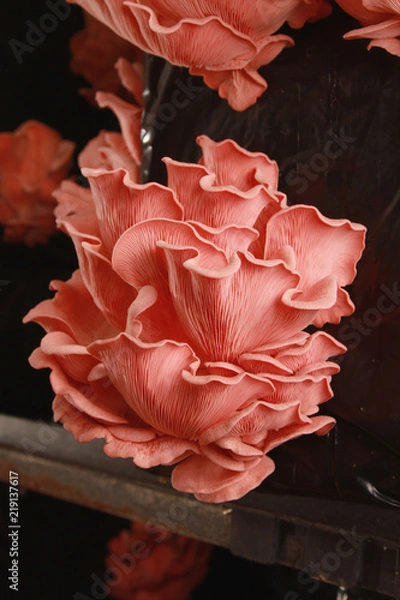 Obraz fresh uncooked mushrooms