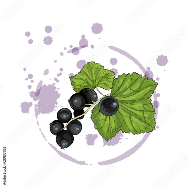 Obraz Black currant isolated on a white background. Vector illustration.