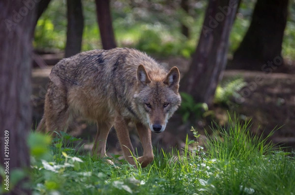 Fototapeta Wolf in forest Germany