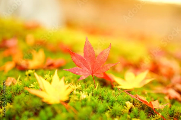 Obraz 苔の上の紅葉