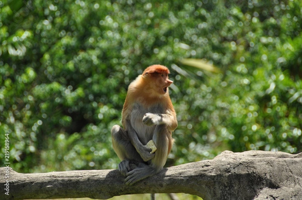 Obraz Proboscis monkeys on Borneo