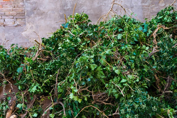 Fototapeta efeu beseitigung von einer mauer