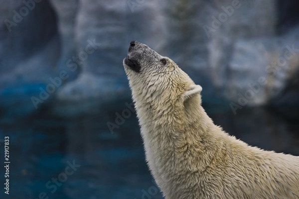 Obraz Polar bear