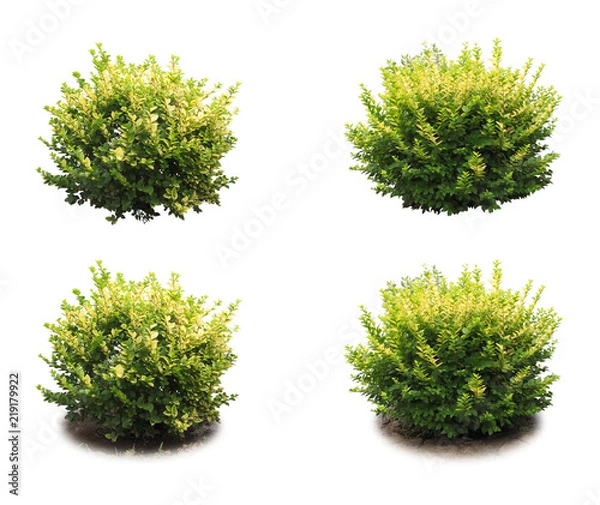 Obraz Krzew ozdobny.