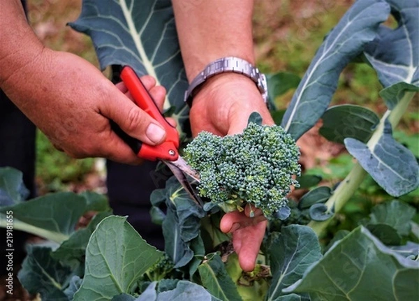 Obraz The farmer harvesting the green broccoli in the garden, Winter GA USA.