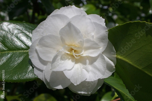 Obraz camellia
