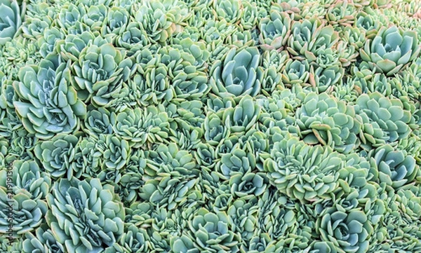 Obraz a lot of small Graptopetalum succulents with plump petals are blue, green and orange, the plants are densely planted and create a very dense texture, a beautiful photo, natural,