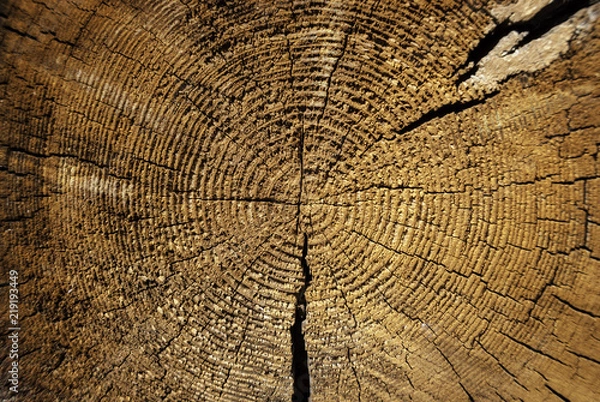 Obraz Ring pattern on the log cut. Texture