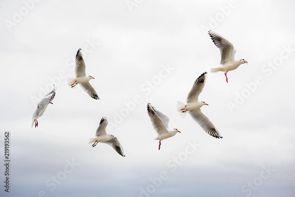Obraz a group of seagulls flies in the sky.